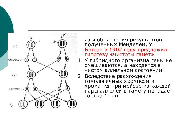 Для объяснения результатов, полученных Менделем, У. Бэтсон в 1902 году предложил гипотезу