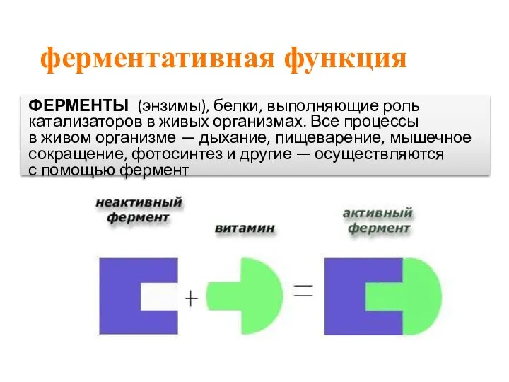 ферментативная функция ФЕРМЕНТЫ (энзимы), белки, выполняющие роль катализаторов в живых организмах. Все