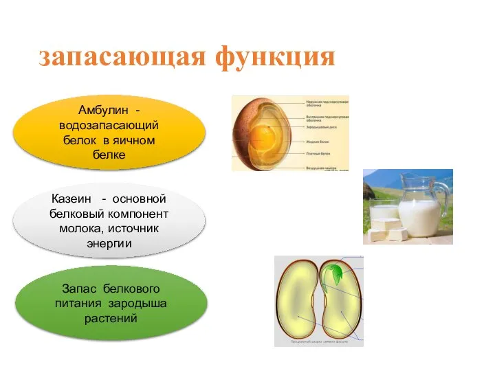 запасающая функция Амбулин - водозапасающий белок в яичном белке Казеин - основной