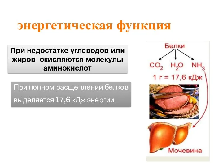 энергетическая функция При полном расщеплении белков выделяется 17,6 кДж энергии. При недостатке