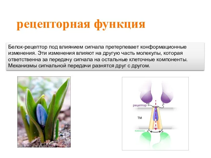 рецепторная функция Белок-рецептор под влиянием сигнала претерпевает конформационные изменения. Эти изменения влияют