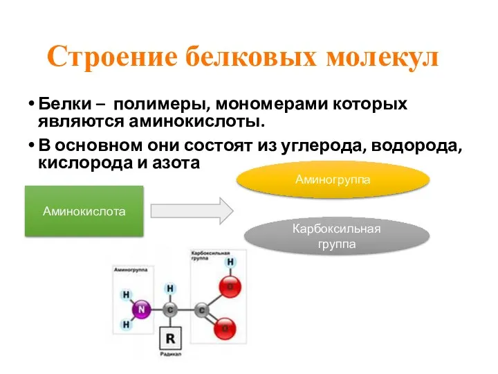 Строение белковых молекул Белки – полимеры, мономерами которых являются аминокислоты. В основном