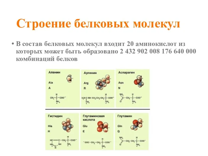 Строение белковых молекул В состав белковых молекул входит 20 аминокислот из которых