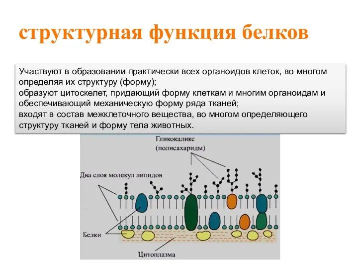 структурная функция белков Участвуют в образовании практически всех органоидов клеток, во многом