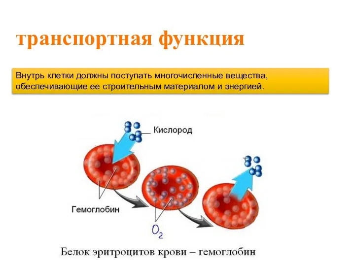 транспортная функция Внутрь клетки должны поступать многочисленные вещества, обеспечивающие ее строительным материалом и энергией.