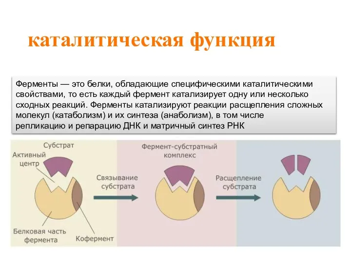 каталитическая функция Ферменты — это белки, обладающие специфическими каталитическими свойствами, то есть