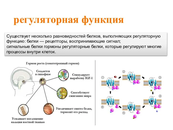 регуляторная функция Существует несколько разновидностей белков, выполняющих регуляторную функцию: белки — рецепторы,