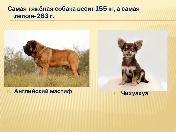 Самая тяжёлая собака весит 155 кг, а самая лёгкая-283 г. Чихуахуа Английский мастиф