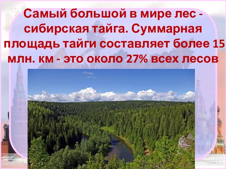 Самый большой в мире лес - сибирская тайга. Суммарная площадь тайги составляет