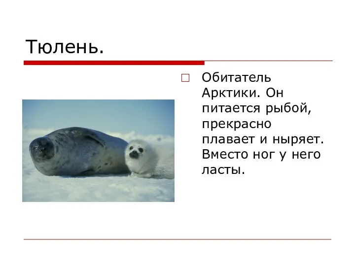 Тюлень. Обитатель Арктики. Он питается рыбой, прекрасно плавает и ныряет. Вместо ног у него ласты.