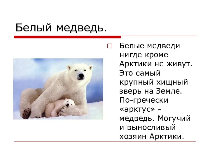 Белый медведь. Белые медведи нигде кроме Арктики не живут. Это самый крупный