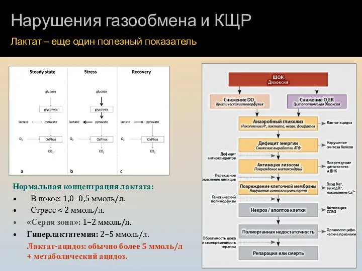 Нарушения газообмена и КЩР Лактат – еще один полезный показатель Нормальная концентрация