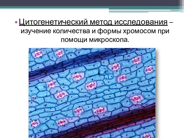 Цитогенетический метод исследования – изучение количества и формы хромосом при помощи микроскопа.