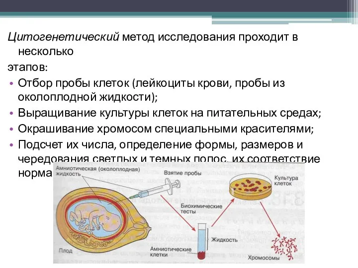 Цитогенетический метод исследования проходит в несколько этапов: Отбор пробы клеток (лейкоциты крови,