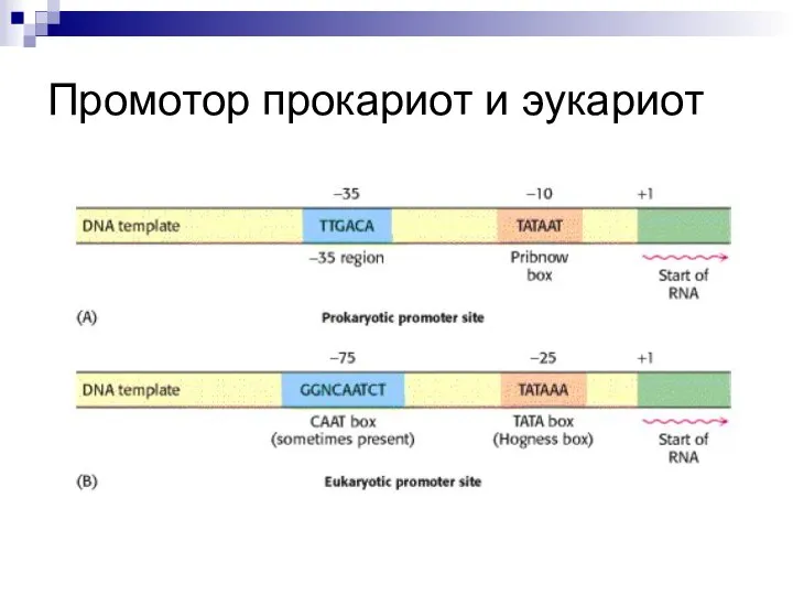 Промотор прокариот и эукариот