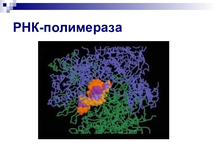 РНК-полимераза