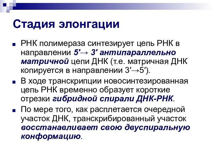 Стадия элонгации РНК полимераза синтезирует цепь РНК в направлении 5′→ 3′ антипараллельно