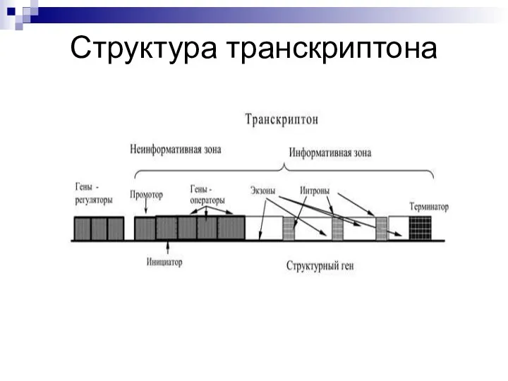 Структура транскриптона