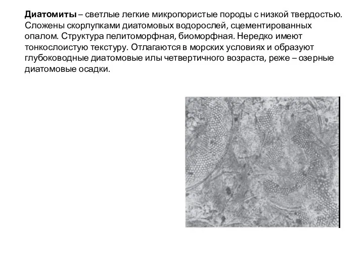 Диатомиты – светлые легкие микропористые породы с низкой твердостью. Сложены скорлупками диатомовых