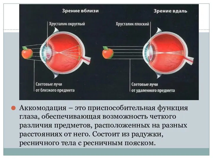 Аккомодация – это приспособительная функция глаза, обеспечивающая возможность четкого различия предметов, расположенных