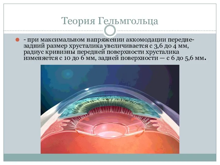 Теория Гельмгольца - при максимальном напряжении аккомодации передне-задний размер хрусталика увеличивается с