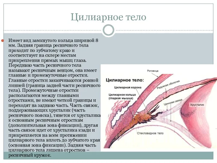 Цилиарное тело Имеет вид замкнутого кольца шириной 8 мм. Задняя граница ресничного