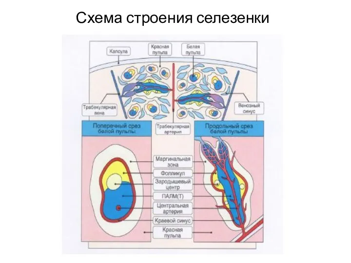 Схема строения селезенки