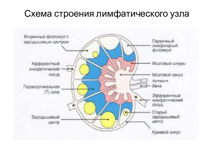 Схема строения лимфатического узла