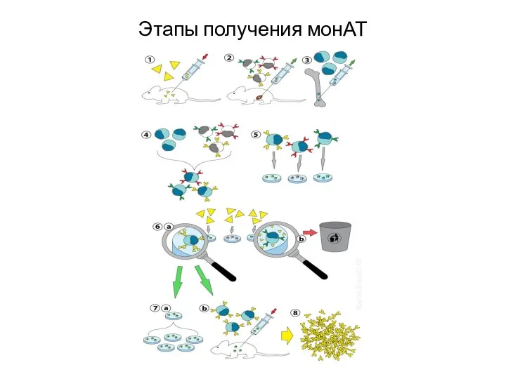 Этапы получения монАТ