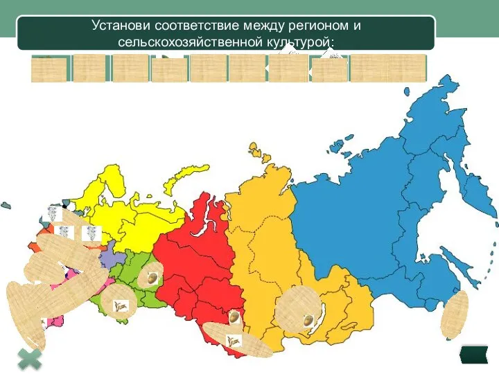 Установи соответствие между регионом и сельскохозяйственной культурой: