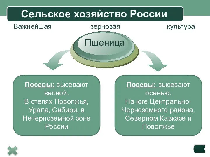 Title in here Title in here Title in here Пшеница Сельское хозяйство