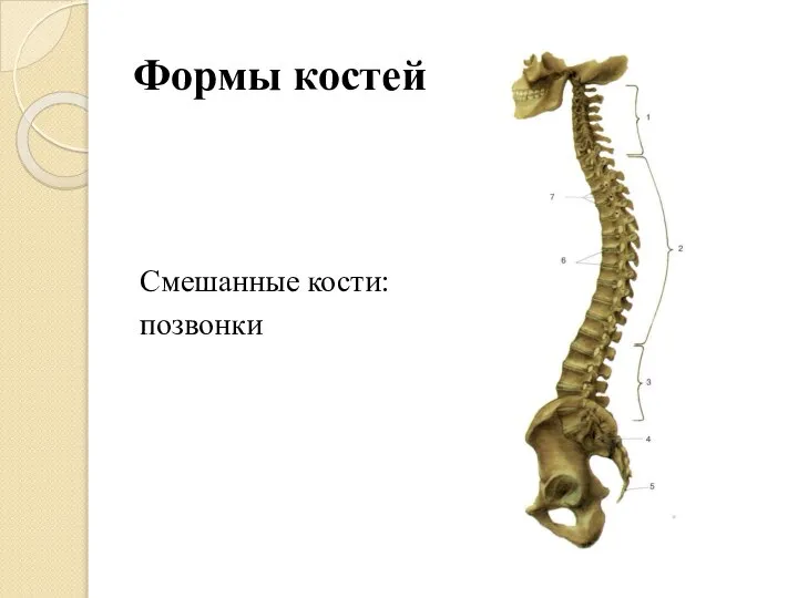 Формы костей Смешанные кости: позвонки