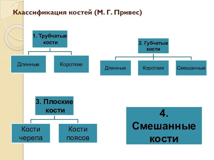 Классификация костей (М. Г. Привес)