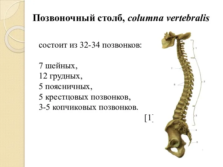 Позвоночный столб, columna vertebralis состоит из 32-34 позвонков: 7 шейных, 12 грудных,