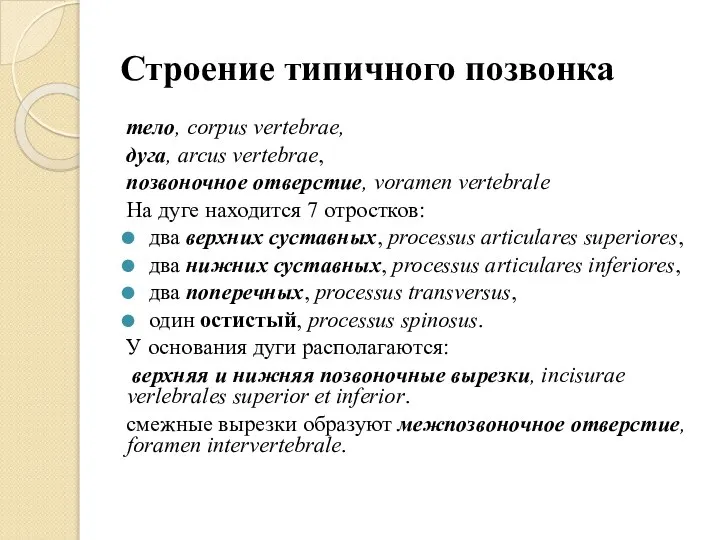 Строение типичного позвонка тело, corpus vertebrae, дуга, arcus vertebrae, позвоночное отверстие, voramen