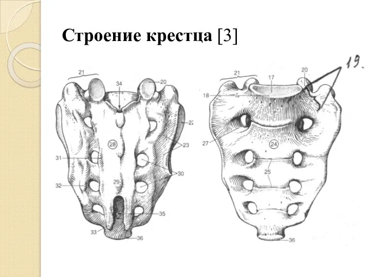 Строение крестца [3]