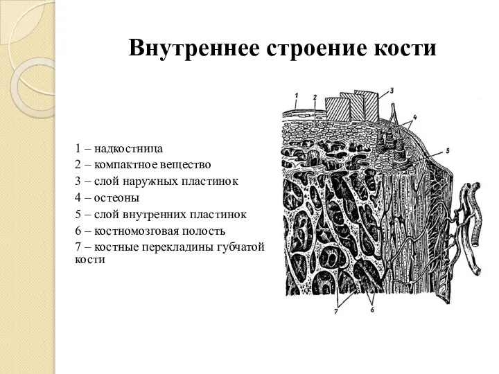 Внутреннее строение кости 1 – надкостница 2 – компактное вещество 3 –