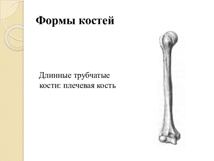 Формы костей Длинные трубчатые кости: плечевая кость
