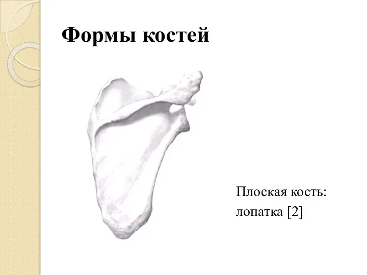 Формы костей Плоская кость: лопатка [2]