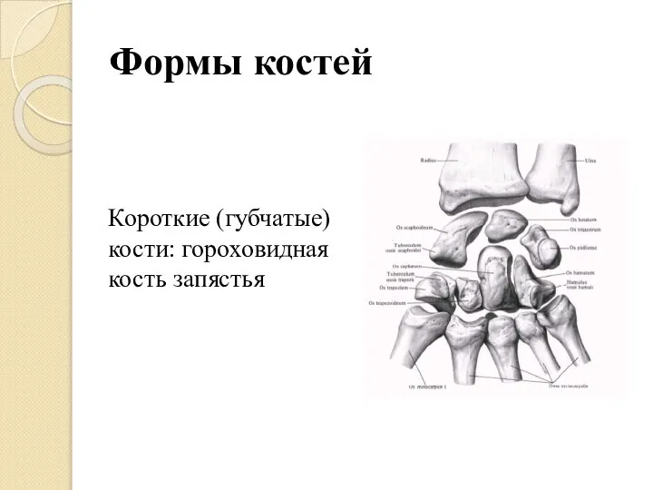 Формы костей Короткие (губчатые) кости: гороховидная кость запястья