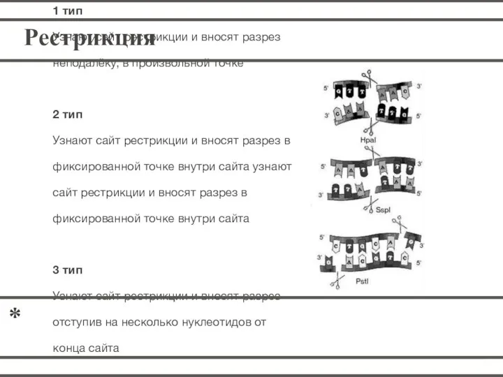 Рестрикция 1 тип Узнают сайт рестрикции и вносят разрез неподалёку, в произвольной
