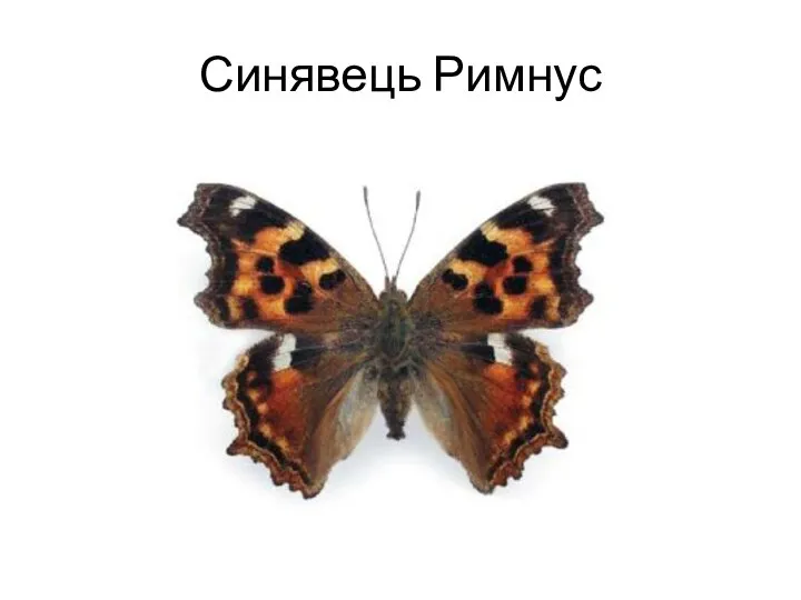 Синявець Римнус