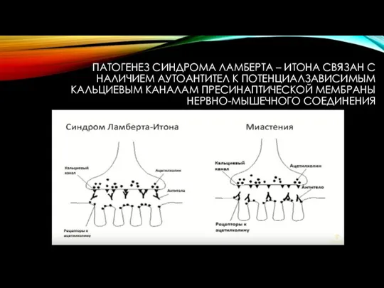 ПАТОГЕНЕЗ СИНДРОМА ЛАМБЕРТА – ИТОНА СВЯЗАН С НАЛИЧИЕМ АУТОАНТИТЕЛ К ПОТЕНЦИАЛЗАВИСИМЫМ КАЛЬЦИЕВЫМ