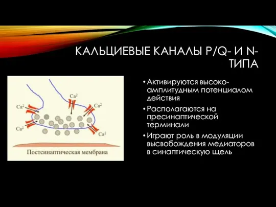 КАЛЬЦИЕВЫЕ КАНАЛЫ P/Q- И N- ТИПА Активируются высоко-амплитудным потенциалом действия Располагаются на