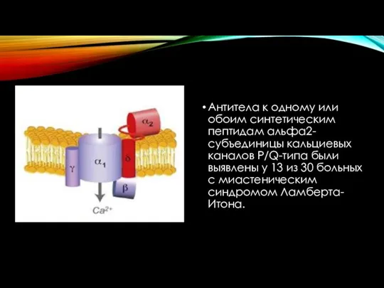 Антитела к одному или обоим синтетическим пептидам альфа2-субъединицы кальциевых каналов Р/Q-типа были