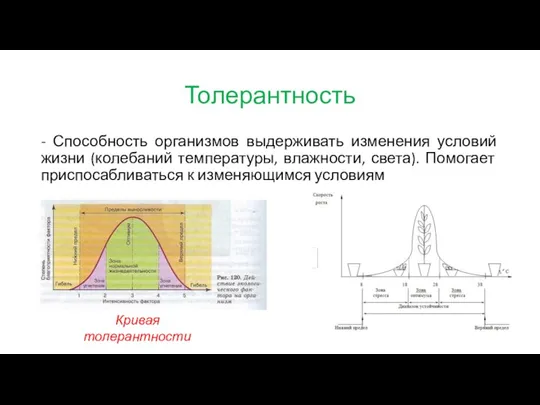 Толерантность - Способность организмов выдерживать изменения условий жизни (колебаний температуры, влажности, света).