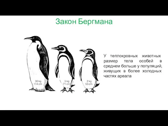 Закон Бергмана У теплокровных животных размер тела особей в среднем больше у