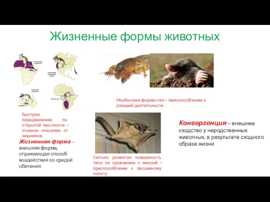 Жизненные формы животных Быстрое передвижение по открытой местности – главное спасение от