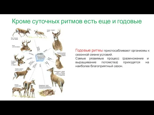 Кроме суточных ритмов есть еще и годовые Годовые ритмы приспосабливают организмы к