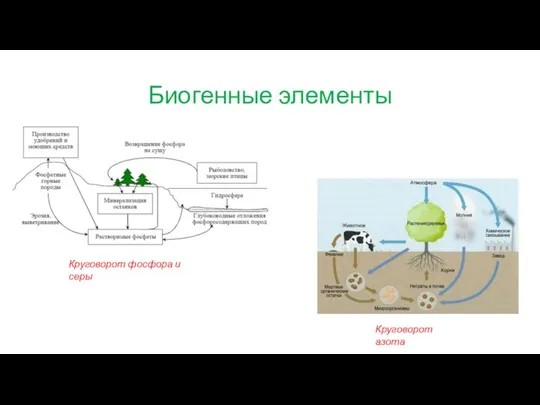 Биогенные элементы Круговорот фосфора и серы Круговорот азота